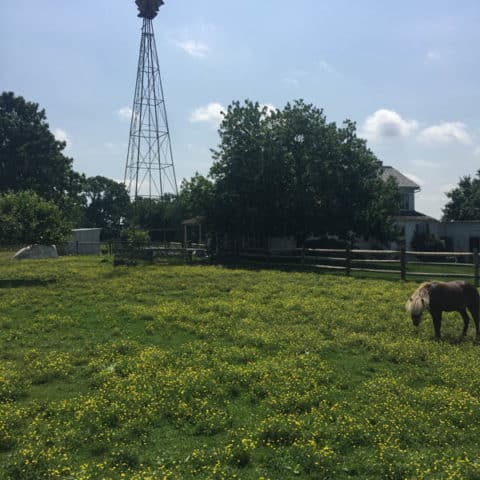 A Tourist Photo Taken Of A Pony And The Trademark Windmill At Old Windmill Farm | Old Windmill Farm Photos