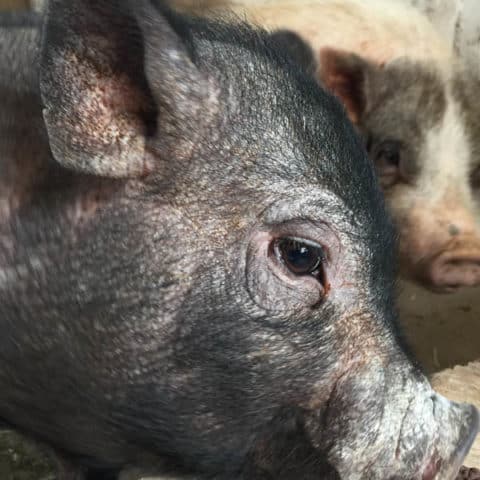 A Close Up Photo Of A Pig, One Of The Many Farm Animals People Ca Take Photos Of While On A Tour At Old Windmill Farm | Old Windmill Farm Photos