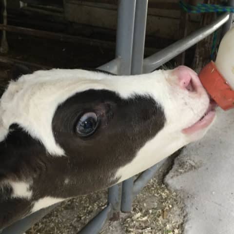 A Baby Cow Being Fed During A Farmhand And Farm Animal Tour At Old Windmill Farm In Lancaster, Pa | Old Windmill Farm Photos