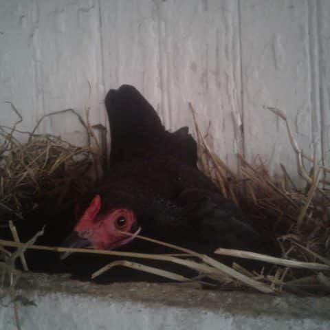 A Chicken Sitting In A Nest At Old Windmill Farm In Ronks, Pa | Old Windmill Farm Photos
