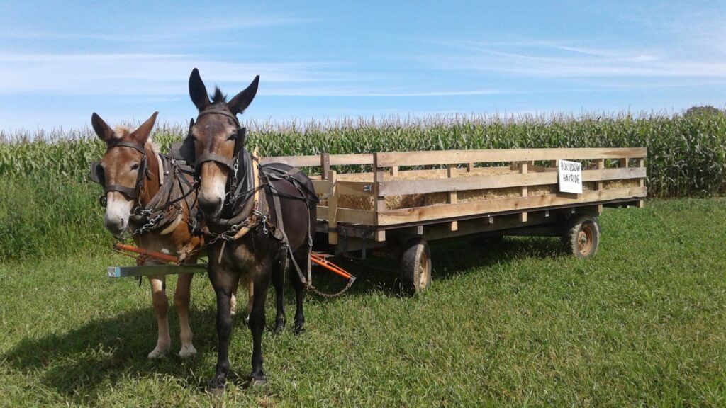 Two Donkeys Pulling A Wagon During An Group Amish Farm Tour At Old Windmill Farm.