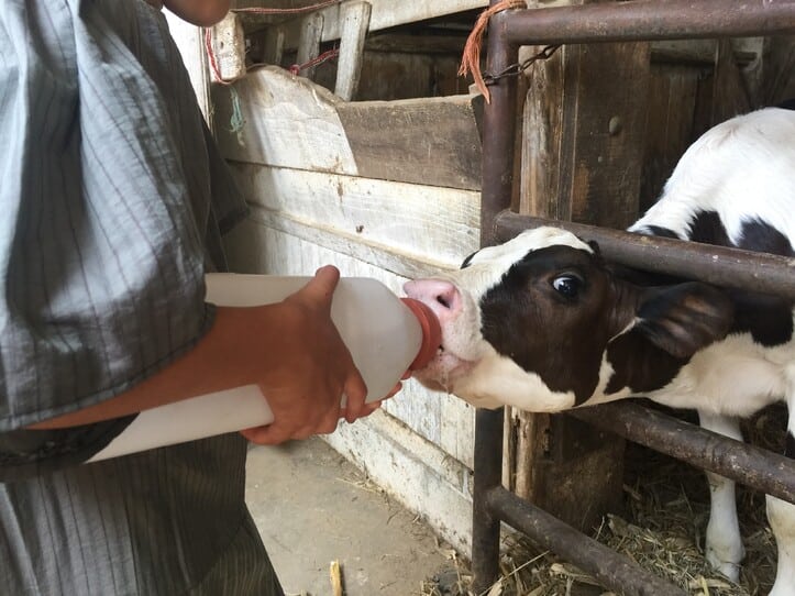 An Amish Woman Feeding A Baby Cow During A Farm Tour At Old Windmill Farm In Lancaster County, Pa.