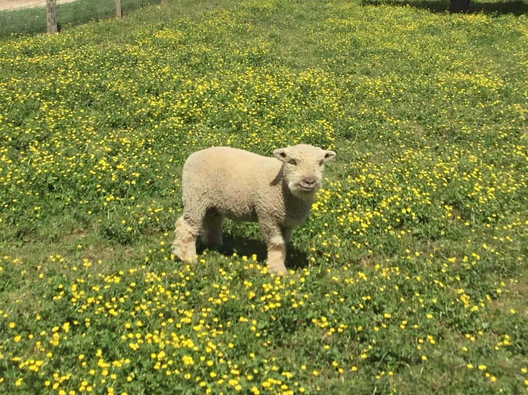 A-Sheep-Spotted-Walking-Around-One-Of-The-Fields-At-Old-Windmill-Farm-During-A-Hayride
