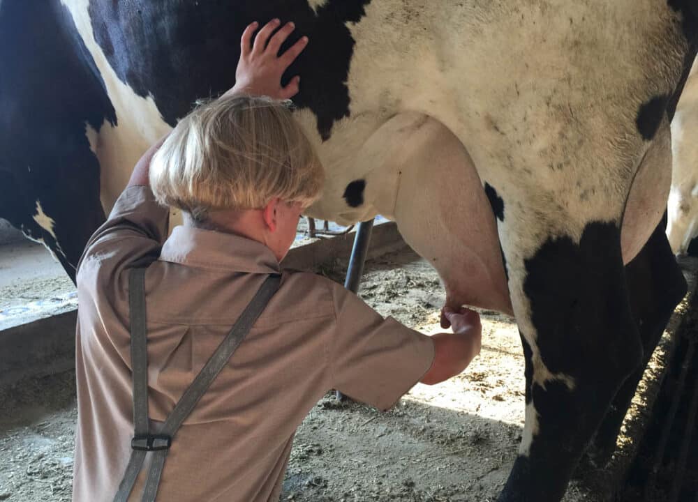 An Amish Boy Milking A Cow At Old Windmill Farm In Ronks Pa