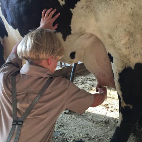 An Amish Boy Milking A Cow At Old Windmill Farm In Ronks Pa