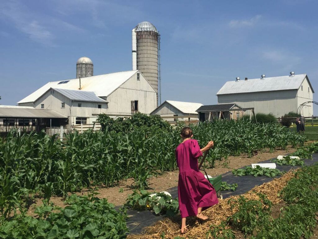 An Amish Girl Showing Tourists How To Tend To The Garden During A Group Tour At Old Windmill Farm In Ronks, Pa