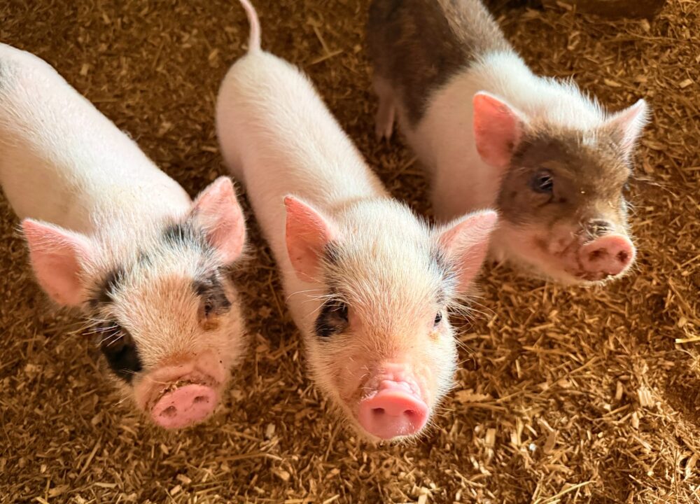 Home | Old Windmill Farm | Lancaster, PA