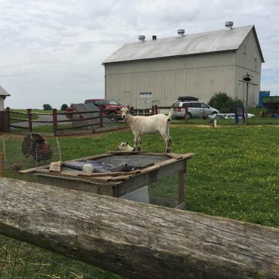 A Goat Standing On A Table Near The Visitor Parking Lot At Old Windmill Farm.